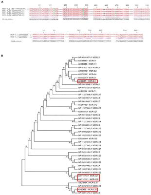 Co-occurrence of Variants of mcr-3 and mcr-8 Genes in a Klebsiella pneumoniae Isolate From Laos